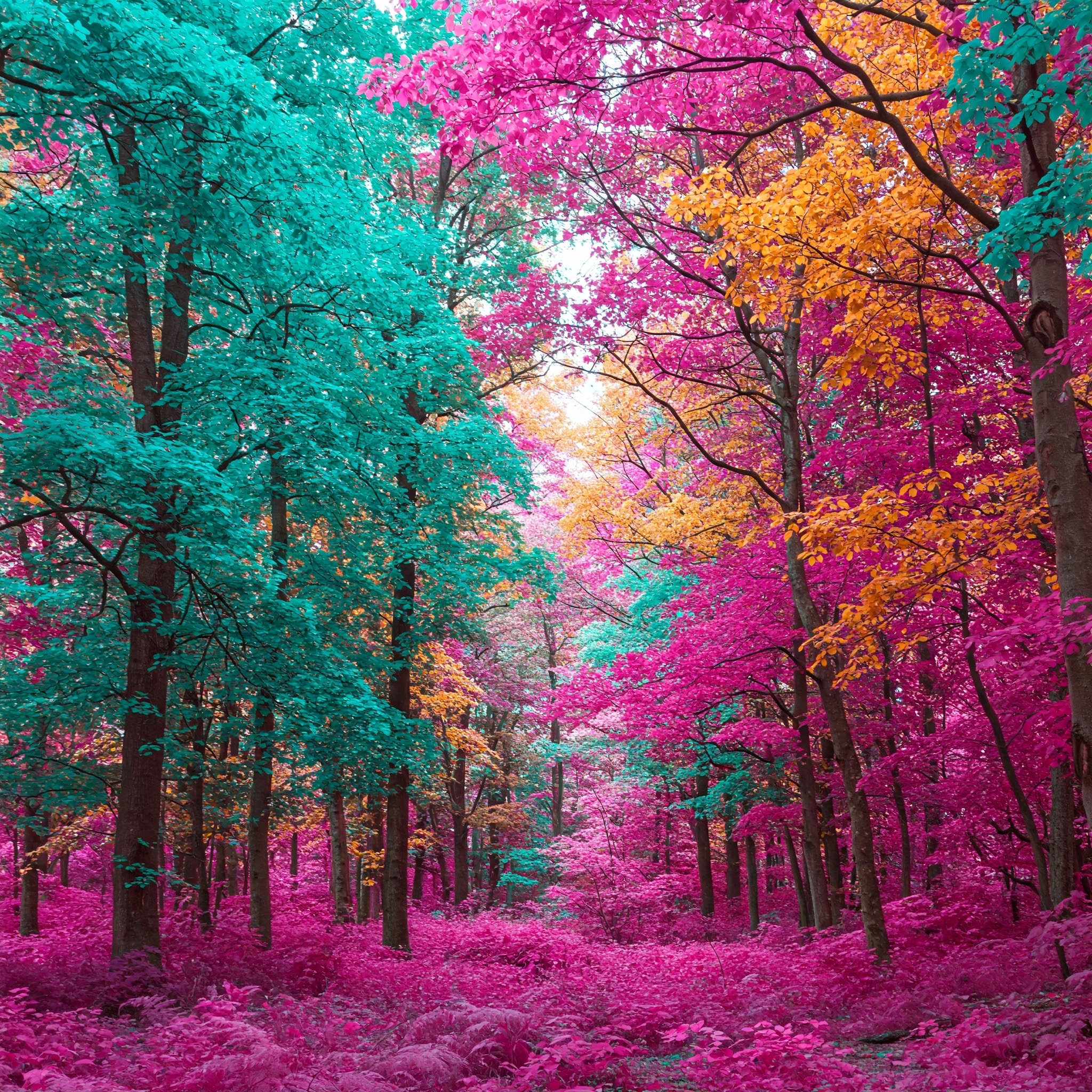 აზიან/კეტერი 0.5გ 70$ Tbilisi: svanetisubani